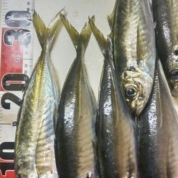 アジ