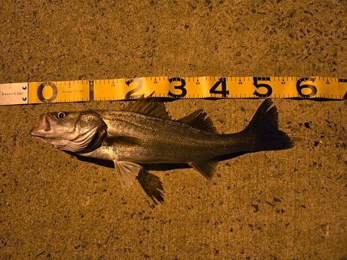 フッコ（マルスズキ）の釣果