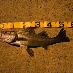 フッコ（マルスズキ）