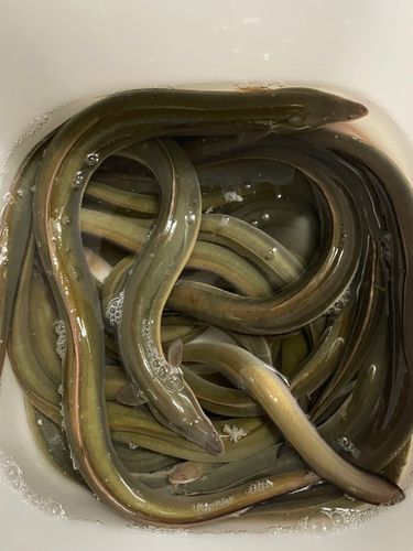 ウナギの釣果