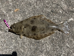 ヒラメの釣果
