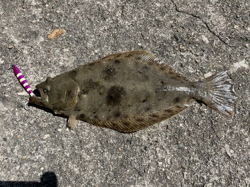 ヒラメの釣果