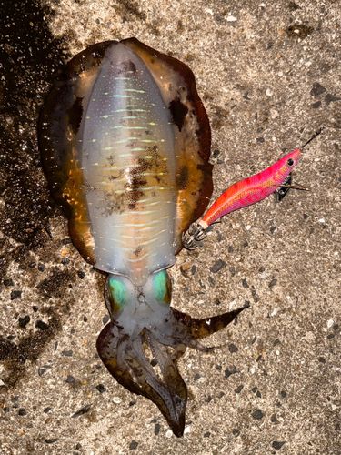 アオリイカの釣果