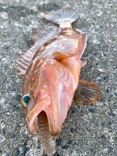 キジハタの釣果