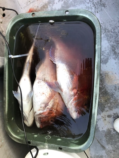 マダイの釣果