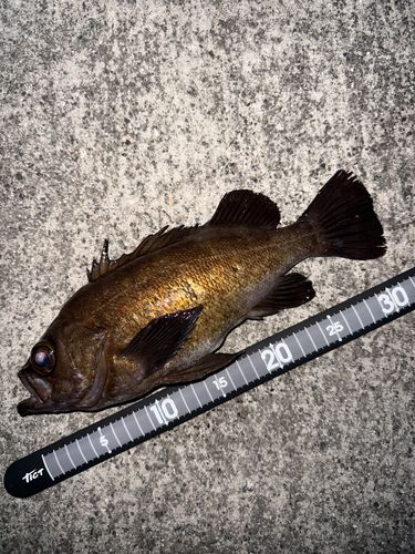 メバルの釣果
