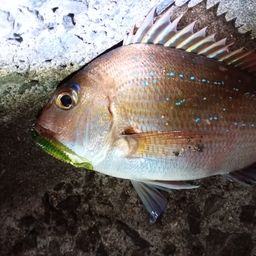 マダイ