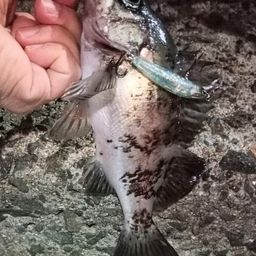 メバル