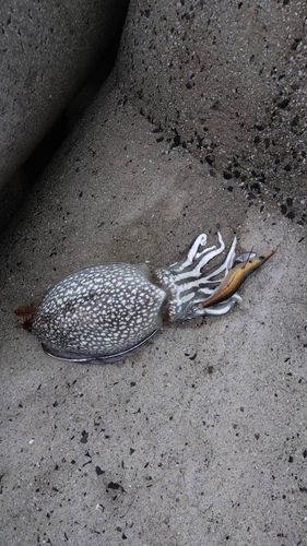 シリヤケイカの釣果