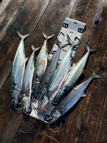 サワラの釣果