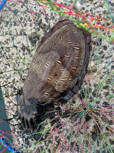 コウイカの釣果