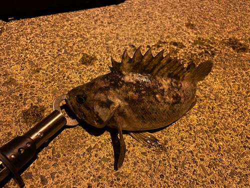 クロソイの釣果