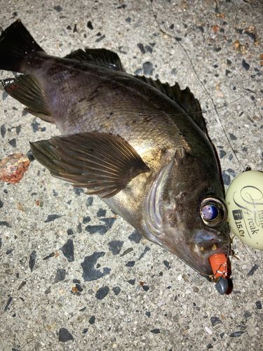 メバルの釣果