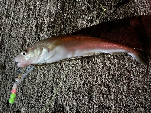 コマイの釣果