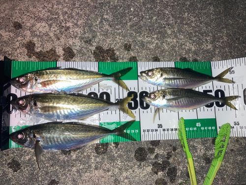 アジの釣果