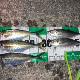 アジ