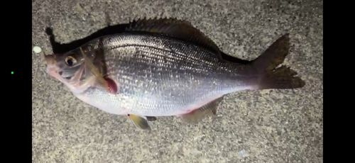 タナゴの釣果