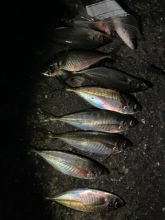 アジの釣果