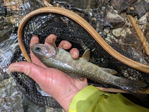 イワナの釣果