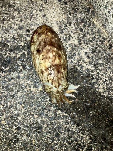 コウイカの釣果