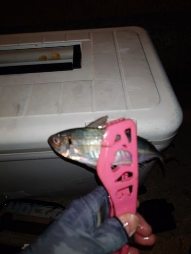 ソイの釣果