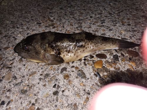フグの釣果