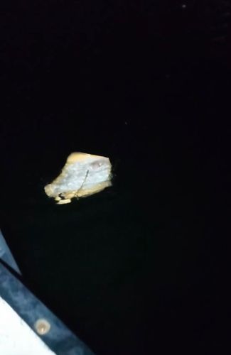 アカエイの釣果