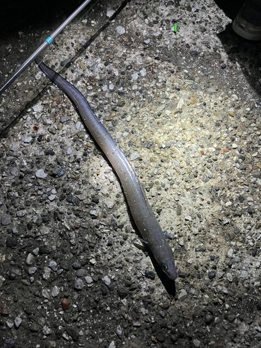 アナゴの釣果