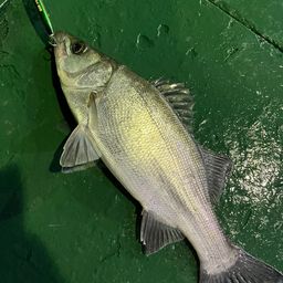 セイゴ（ヒラスズキ）