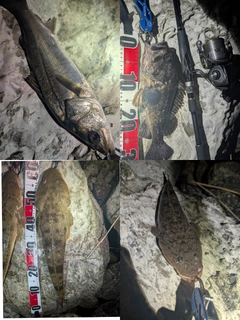 マゴチの釣果