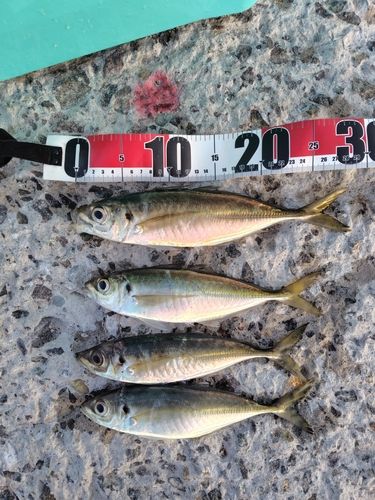 アジの釣果
