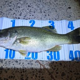 ラージマウスバス