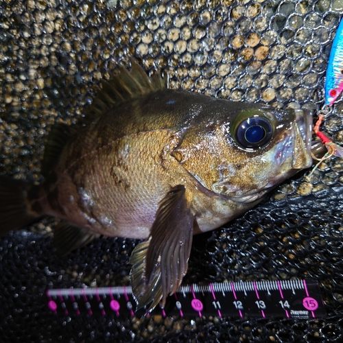 メバルの釣果