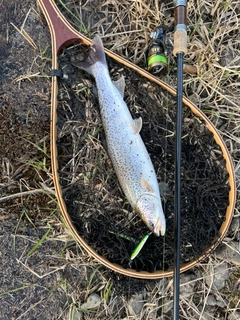 イトウの釣果