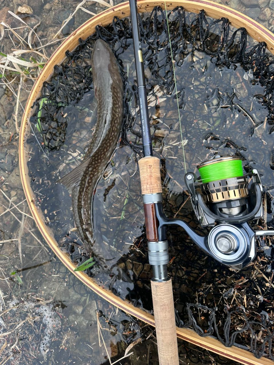 DAIWA 20シルバークリーク ネイティブスティンガー 86MHの最安値