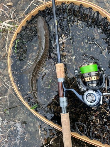 アメマスの釣果