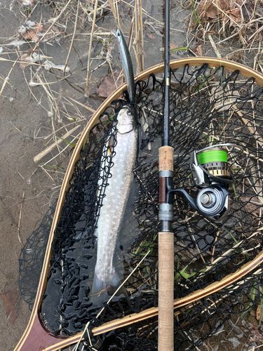 アメマスの釣果