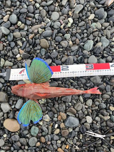 ホウボウの釣果