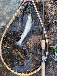 アメマスの釣果