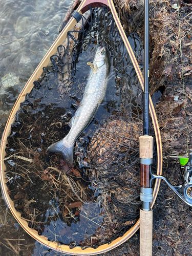 アメマスの釣果
