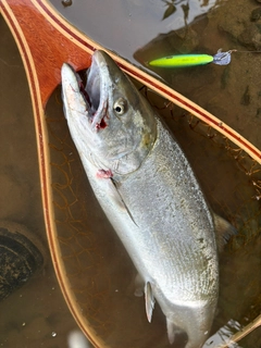 サクラマスの釣果