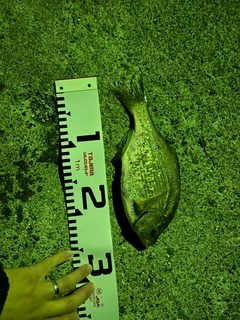 ウミタナゴの釣果