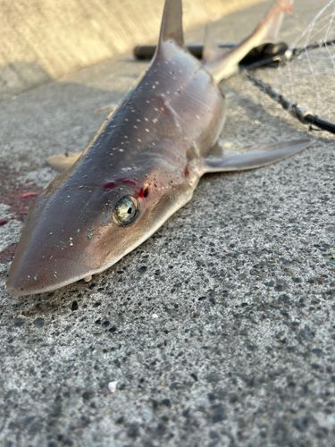 サメの釣果