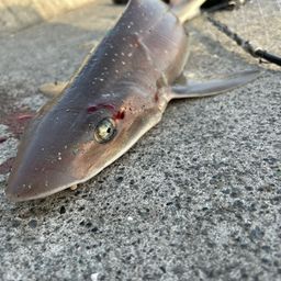 サメ
