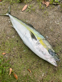 ヤズの釣果