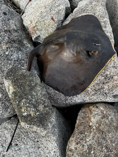 アカエイの釣果