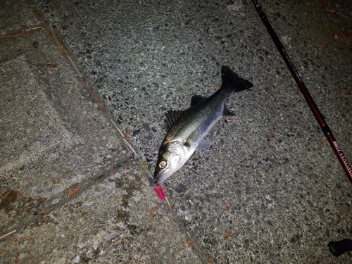 フッコ（マルスズキ）の釣果