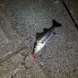 フッコ（マルスズキ）