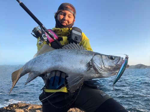 ヒラスズキの釣果