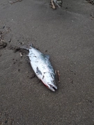 サクラマスの釣果